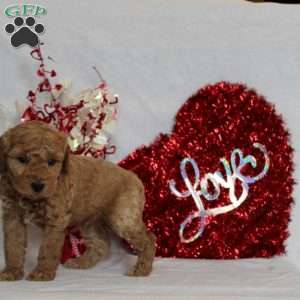 Nolan, Mini Goldendoodle Puppy